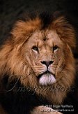 AA01E030786 Afrikaanse leeuw / Panthera leo