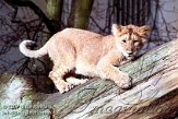 DB01K070310 Aziatische leeuw / Panthera leo persica
