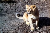 DB03K070490 Aziatische leeuw / Panthera leo persica