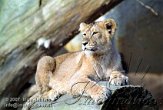 DB03K070500 Aziatische leeuw / Panthera leo persica