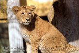 DB04K070508 Aziatische leeuw / Panthera leo persica