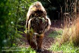 DB06K070725 Sumatraanse tijger / Panthera tigris sumatrae