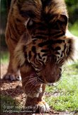 DB06K070730 Sumatraanse tijger / Panthera tigris sumatrae