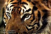 DB06K070734 Sumatraanse tijger / Panthera tigris sumatrae