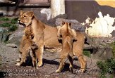 DB06K070742 Aziatische leeuw / Panthera leo persica