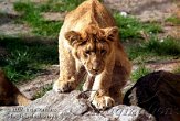 DB07K070777 Aziatische leeuw / Panthera leo persica