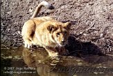 DB08K070798 Aziatische leeuw / Panthera leo persica