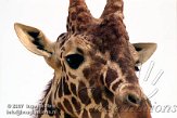DB10K071018 netgiraf / Giraffa camelopardalis reticulata