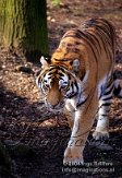 OD02C040189 Siberische tijger / Panthera tigris altaica