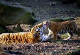 OD03C040241 Siberische tijger / Panthera tigris altaica