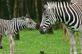 BMS01134566 Damara zebra / Equus quagga burchellii