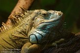 BMS01134567 groene leguaan / Iguana iguana