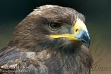 BMS01134632 steppearend / Aquila nipalensis