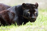 BOZ01152848 panter / Panthera pardus