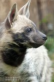 BOZ01152870 gestreepte hyena / Hyaena hyaena