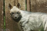 BOZ01152874 gestreepte hyena / Hyaena hyaena