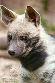 BOZ01152883 gestreepte hyena / Hyaena hyaena