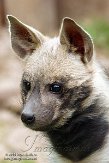 BOZ01152885 gestreepte hyena / Hyaena hyaena