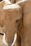 BPP01125568 Zuid-Afrikaanse olifant / Loxodonta africana africana