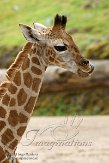 BPP01152692 Rothschildgiraffe / Giraffa camelopardalis rothschildi