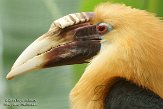 BPP01152713 Papoea jaarvogel / Rhyticeros plicatus