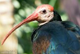 BPD01183695 Kaapse ibis / Geronticus calvus