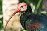 BPD01183697 Kaapse ibis / Geronticus calvus