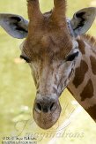 BDP01106536 kordofangiraf / Giraffa camelopardalis antiquorum