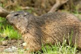 BWH01162257 alpenmarmot / Marmota marmota