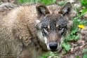 BWH01231732 Europese wolf / Canis lupus lupus