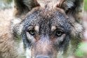BWH01231740 Europese wolf / Canis lupus lupus