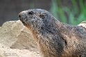 BWH01231759 alpenmarmot / Marmota marmota
