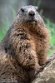 BWH01231765 alpenmarmot / Marmota marmota