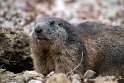 BWH01231786 alpenmarmot / Marmota marmota