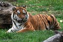 ABCZ1233185 Siberische tijger / Panthera tigris altaica
