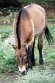BCWP1233013 przewalskipaard / Equus ferus przewalskii