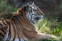 BCGV1232759 tijger / Panthera tigris