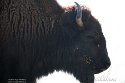 BCGV1232780 bizon / Bison bison