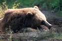BCGV1232793 grizzlybeer / Ursus arctos horribilis
