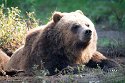 BCGV1232804 grizzlybeer / Ursus arctos horribilis