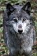 BCGV1232823 wolf / Canis lupus