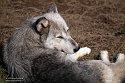 BCGV1232844 wolf / Canis lupus