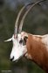 BCGV1232852 algazel / Oryx dammah