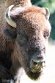 BCGV1232863 bizon / Bison bison