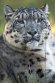 BCGV1232923 sneeuwpanter /Panthera uncia