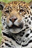 FZA01103619 jaguar / Panthera onca