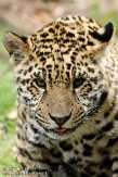 FZA01103633 jaguar / Panthera onca