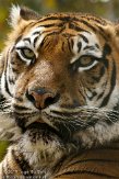 FZA01103741 Sumatraanse tijger / Panthera tigris sumatrae