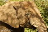 FZA01128452 Zuid-Afrikaanse olifant / Loxodonta africana africana