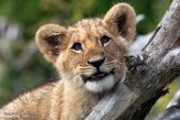 FCL01192745 Afrikaanse leeuw / Panthera leo